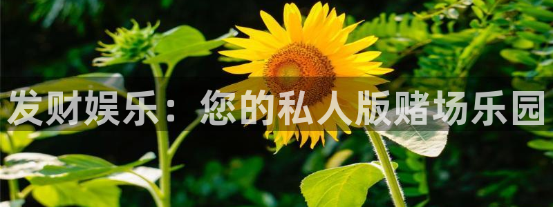 百达娱乐：发财娱乐：您的私人版赌场乐园